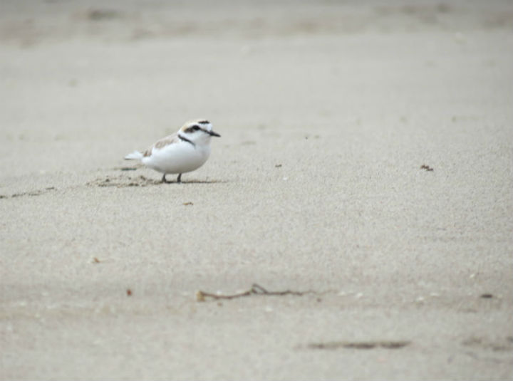 Snowy Plover